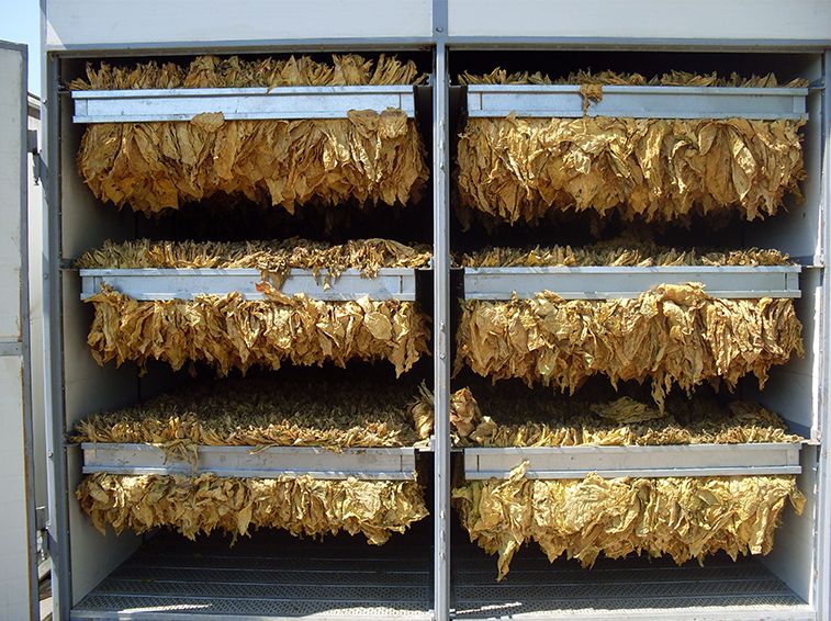 Kurumuş Tütün Yaprağı